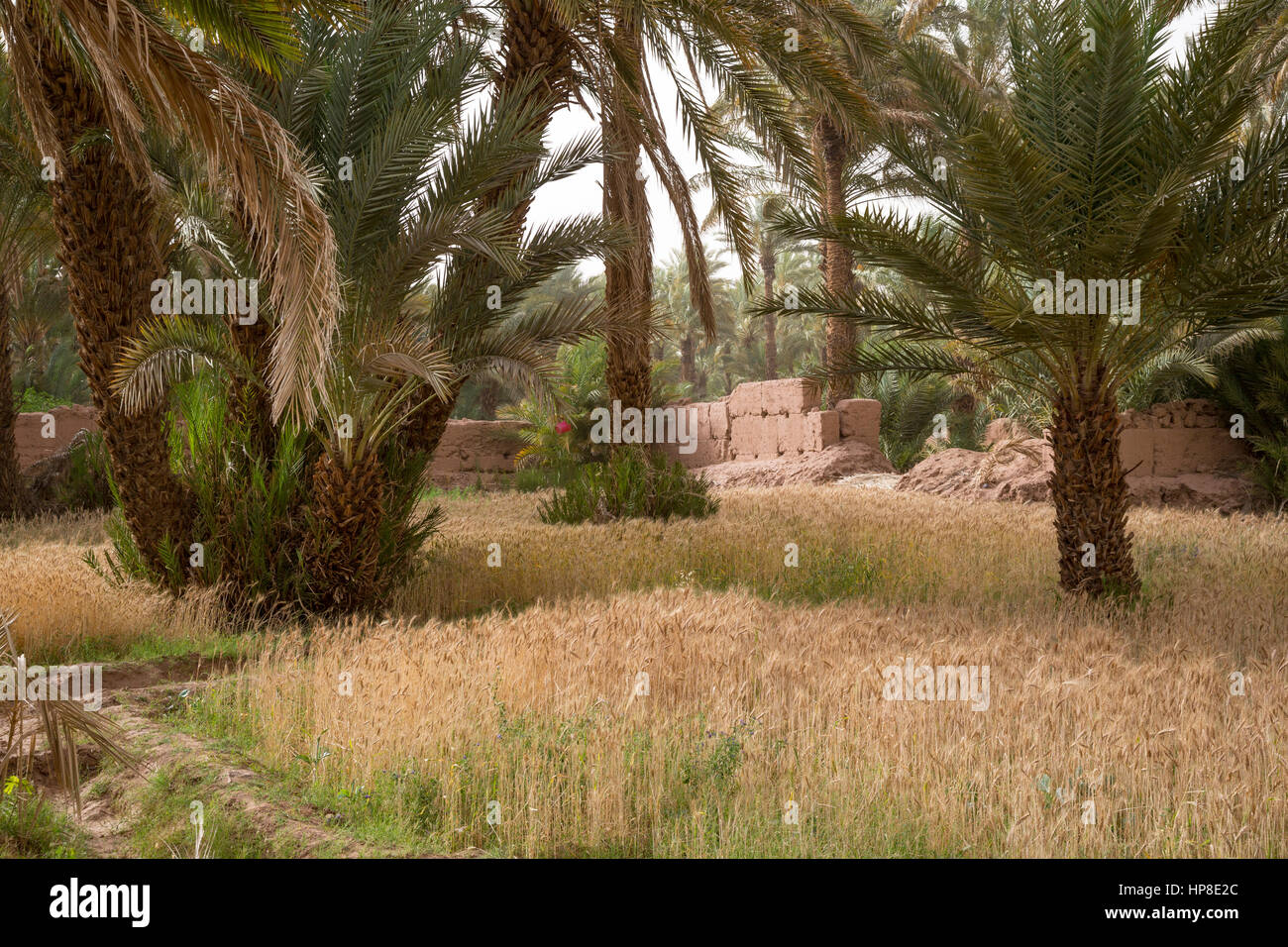 Zagora, Marokko.  Weizen wächst in kleinen Bauernhof Plot. Stockfoto