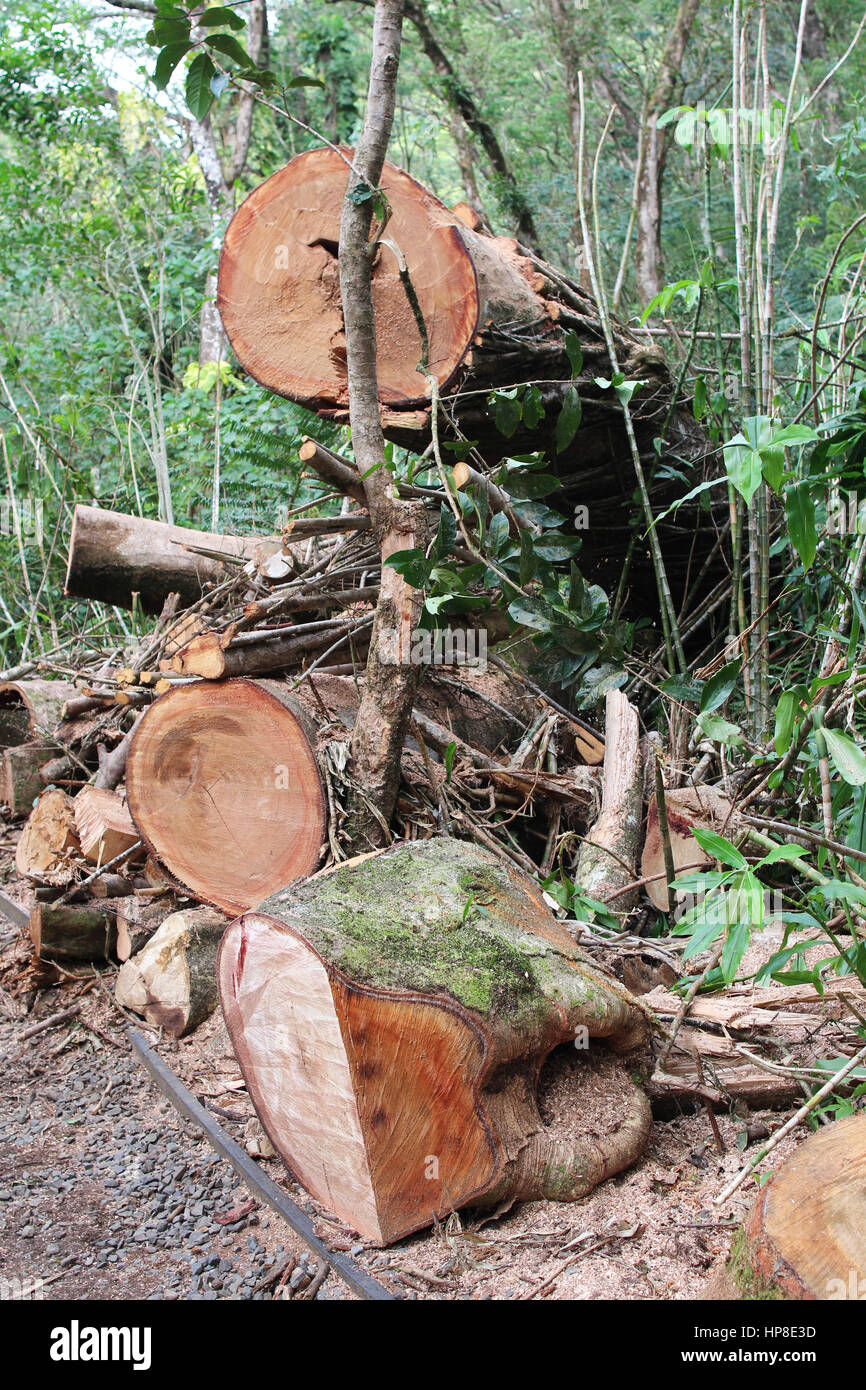 Gefällte Bäume und Äste Stockfoto