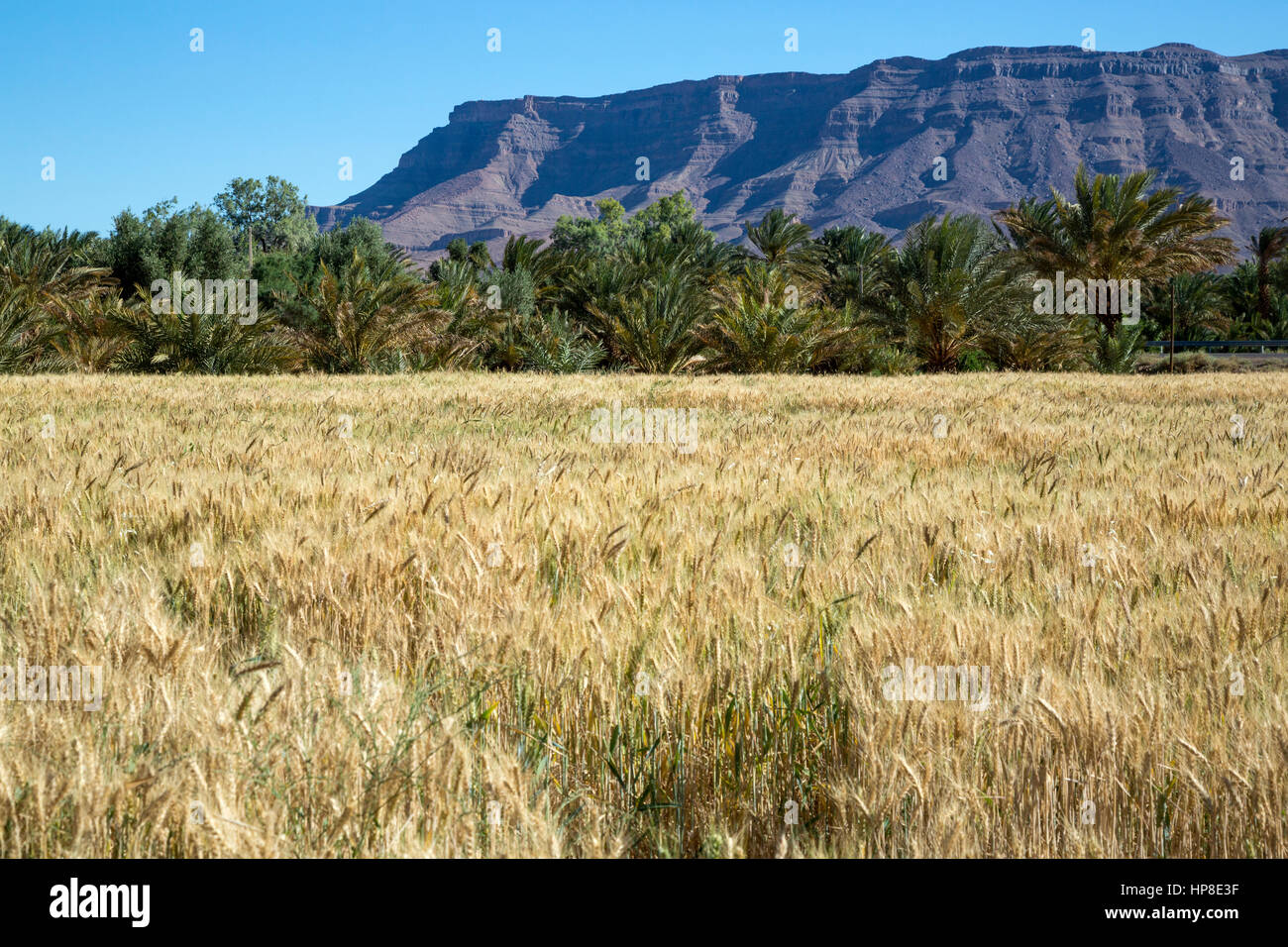 Draa River Valley, Marokko.  Weizenfeld. Stockfoto