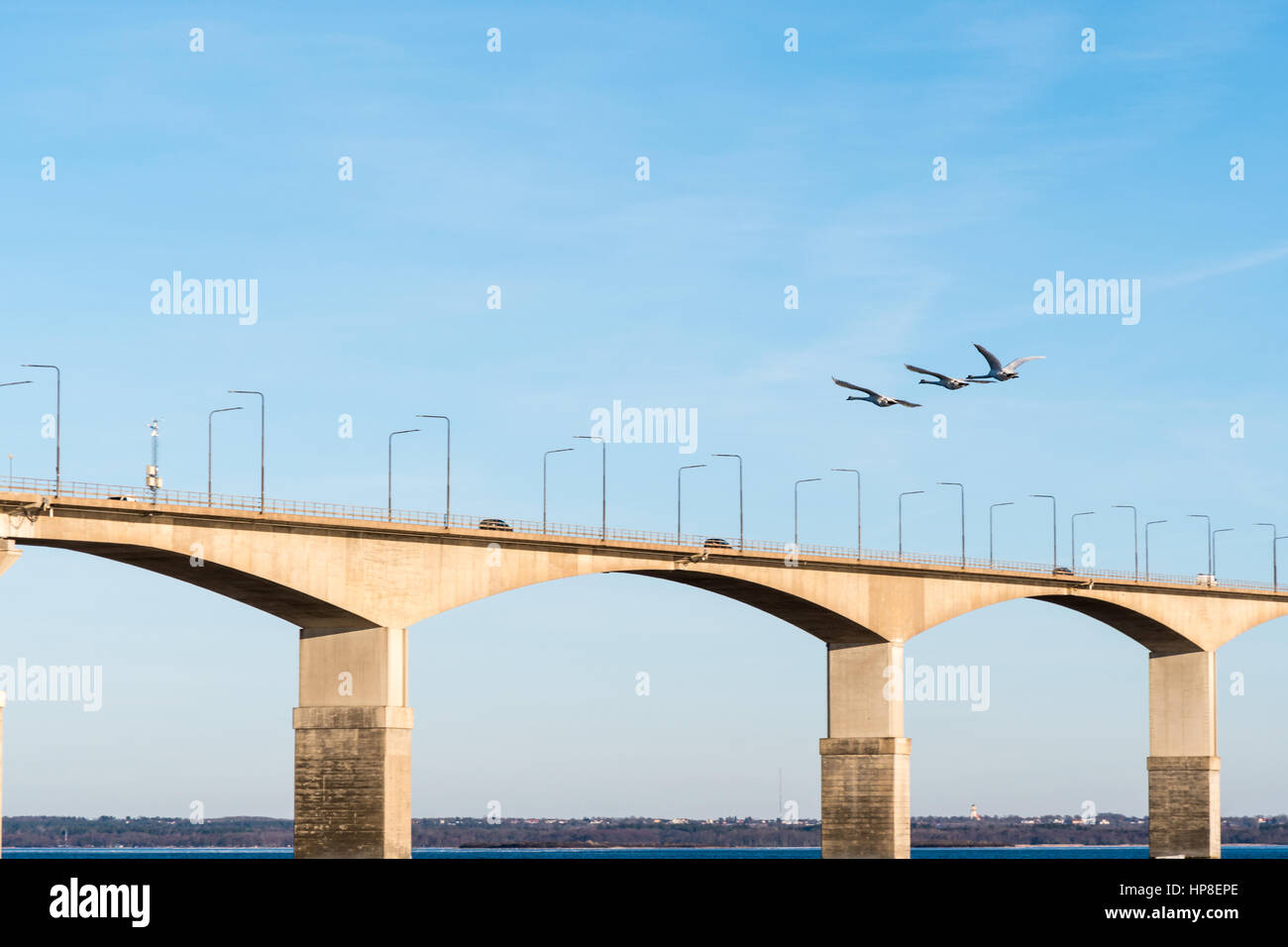 3 Höckerschwäne überfliegen der Öland-Brücke in Schweden. Die Brücke verbindet die Insel Öland mit dem Festland Schweden. Stockfoto