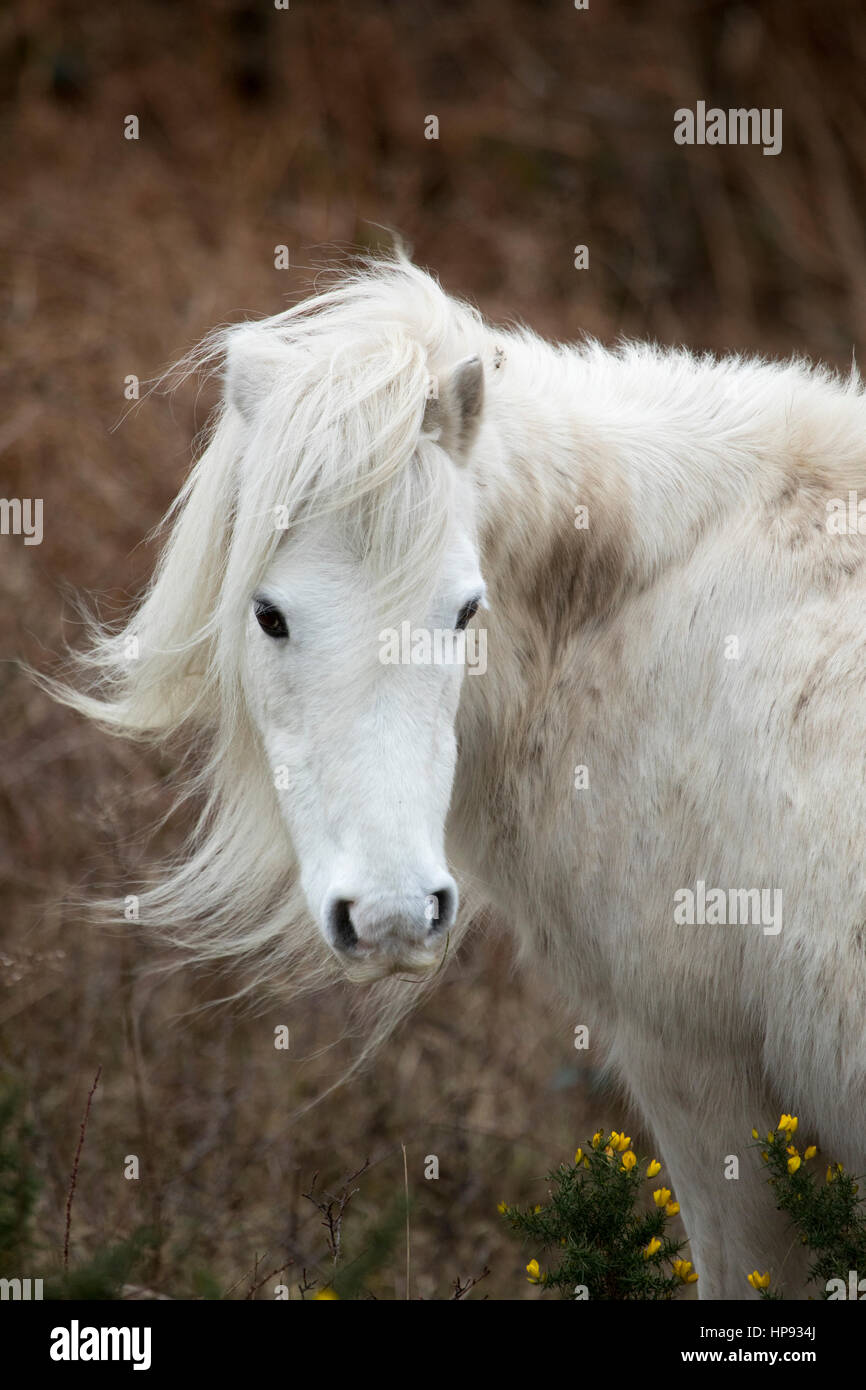 Wildes Carneddau Pony ist ein bad Hair Day durch den Wind, wie sie eine Site of Special Scientific Interest in einem Versuch, Vegetation halten in Flintshire, Nordwales Weiden Stockfoto