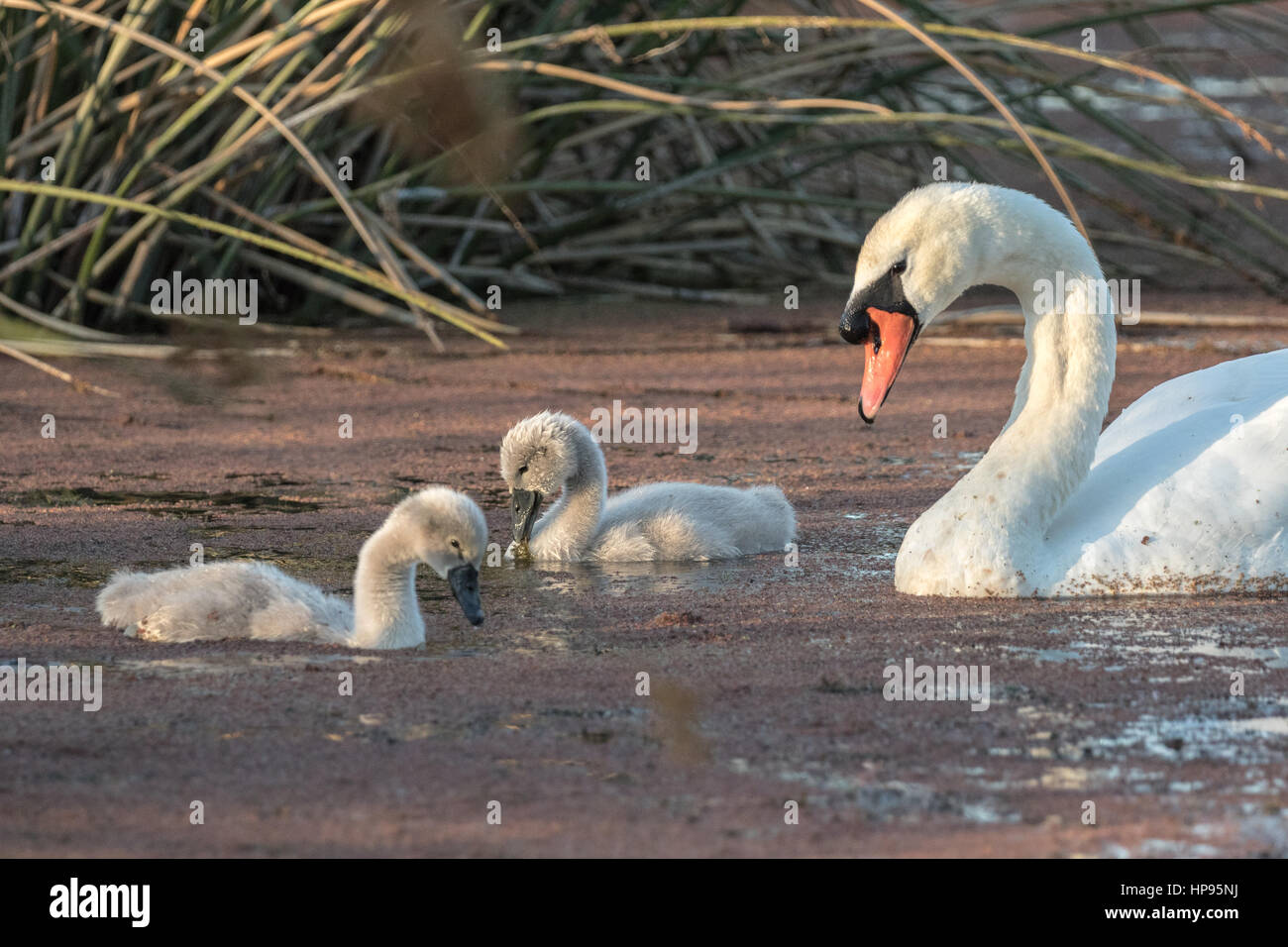 Höckerschwan mit cygnets Stockfoto