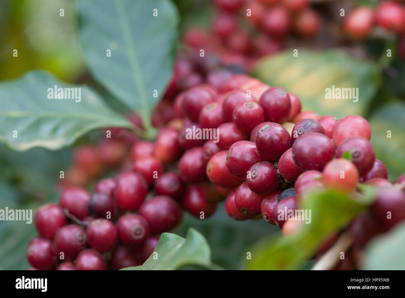 Close-up frischen Kaffeebohnen auf Baum-Landwirtschaft Stockfoto