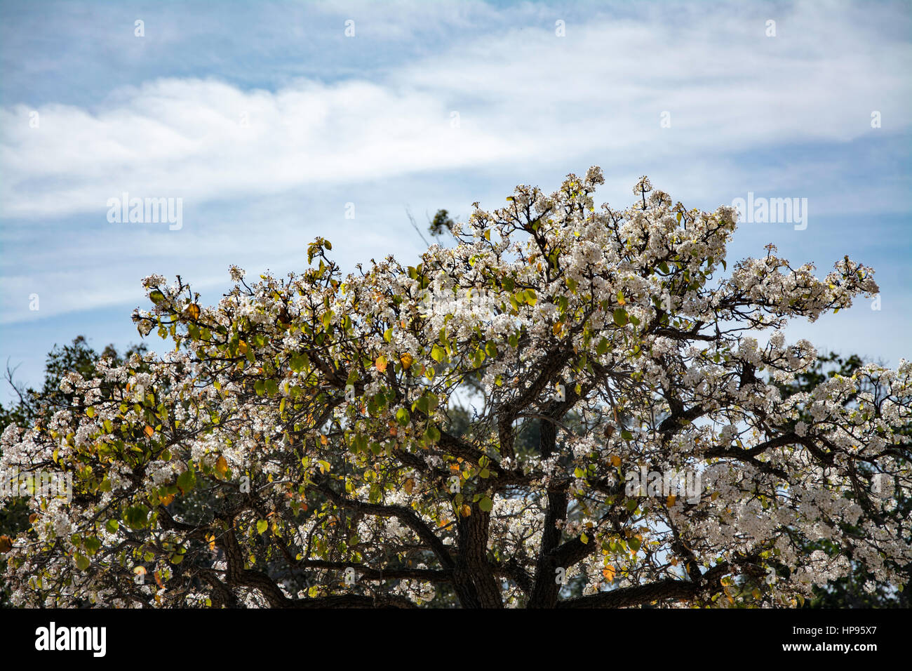 Frühling in San Diego, Kalifornien Stockfoto