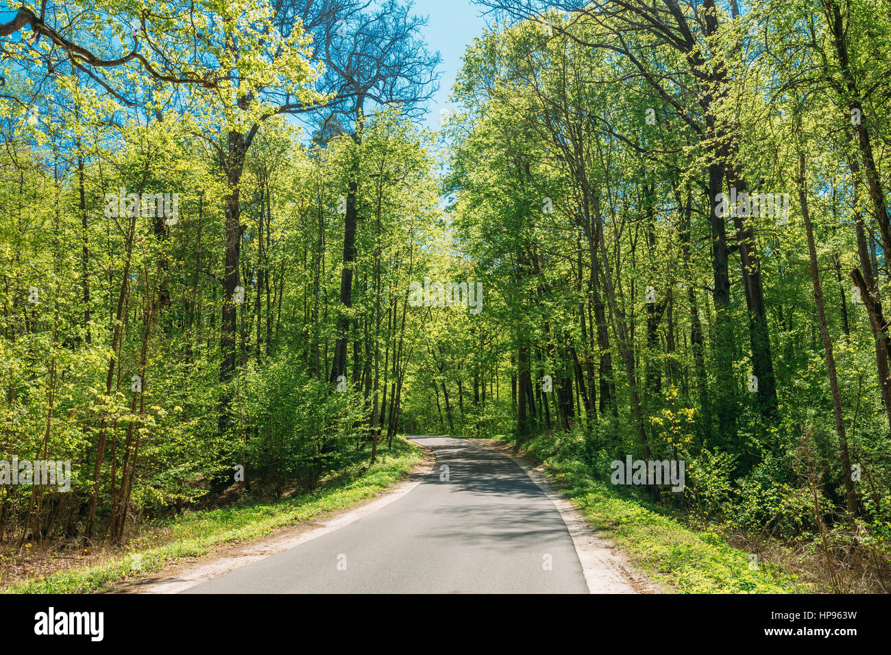 Asphalt Landstraße durch Bäume Wald Frühlingswald im sonnigen Tag. Sonnenlicht im Laubwald, Sommer-Natur, sonnigen Tag. Sommer Wald Landschaft ich Stockfoto