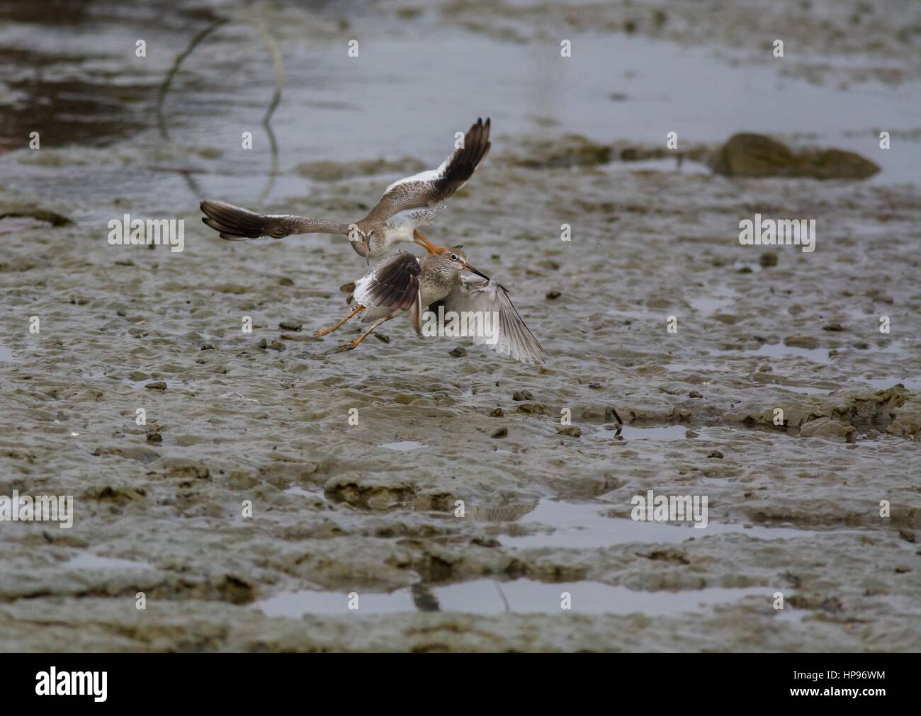 Zwei gemeinsame Rotschenkel - Tringa Totanus - jagen im Flug über offene Schlamm und Pools entlang der Küste - Fütterung Territorium bestreiten. Stockfoto