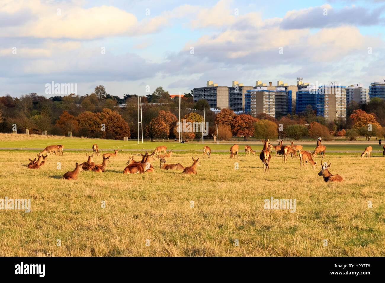Herde Damhirsche im Richmond Park, London Stockfoto