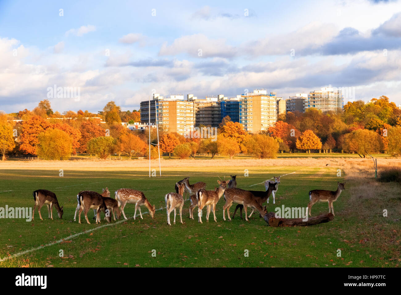 Herde Damhirsche im Richmond Park, London Stockfoto