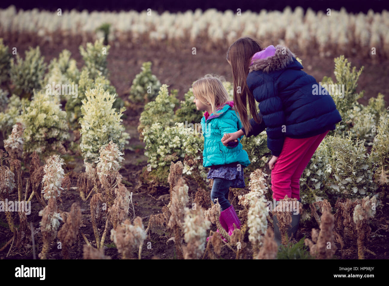 Zwei Kinder, die zu Fuß durch ein Feld von geerntete Rosenkohl Stockfoto