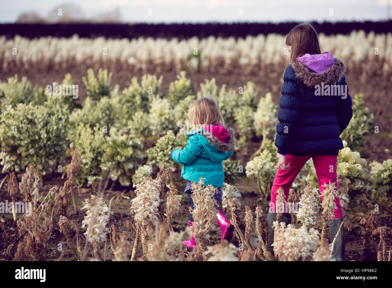 Zwei Kinder, die zu Fuß durch ein Feld von geerntete Rosenkohl Stockfoto