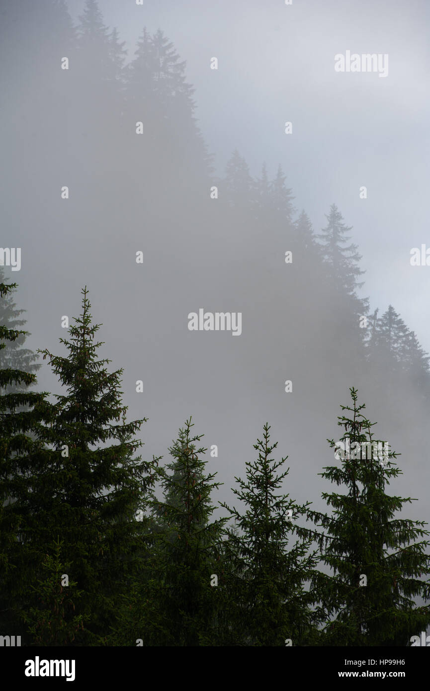 Bewölkten und regnerischen Tag im Magic Wood, Schweiz Stockfoto