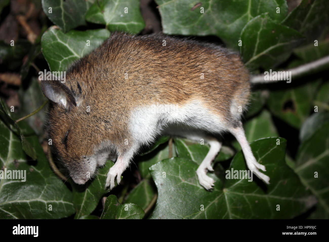 Maus mit efeu -Fotos und -Bildmaterial in hoher Auflsung  Alamy
