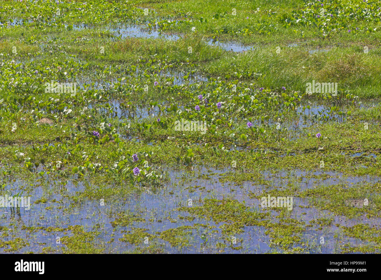 Sumpf in Lagoa do Peixe See, Mostardas Stadt, Rio Grande do Sul, Brasilien. Stockfoto