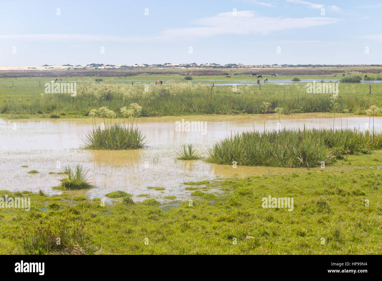 Sumpf in Lagoa do Peixe See, Mostardas Stadt, Rio Grande do Sul, Brasilien. Stockfoto