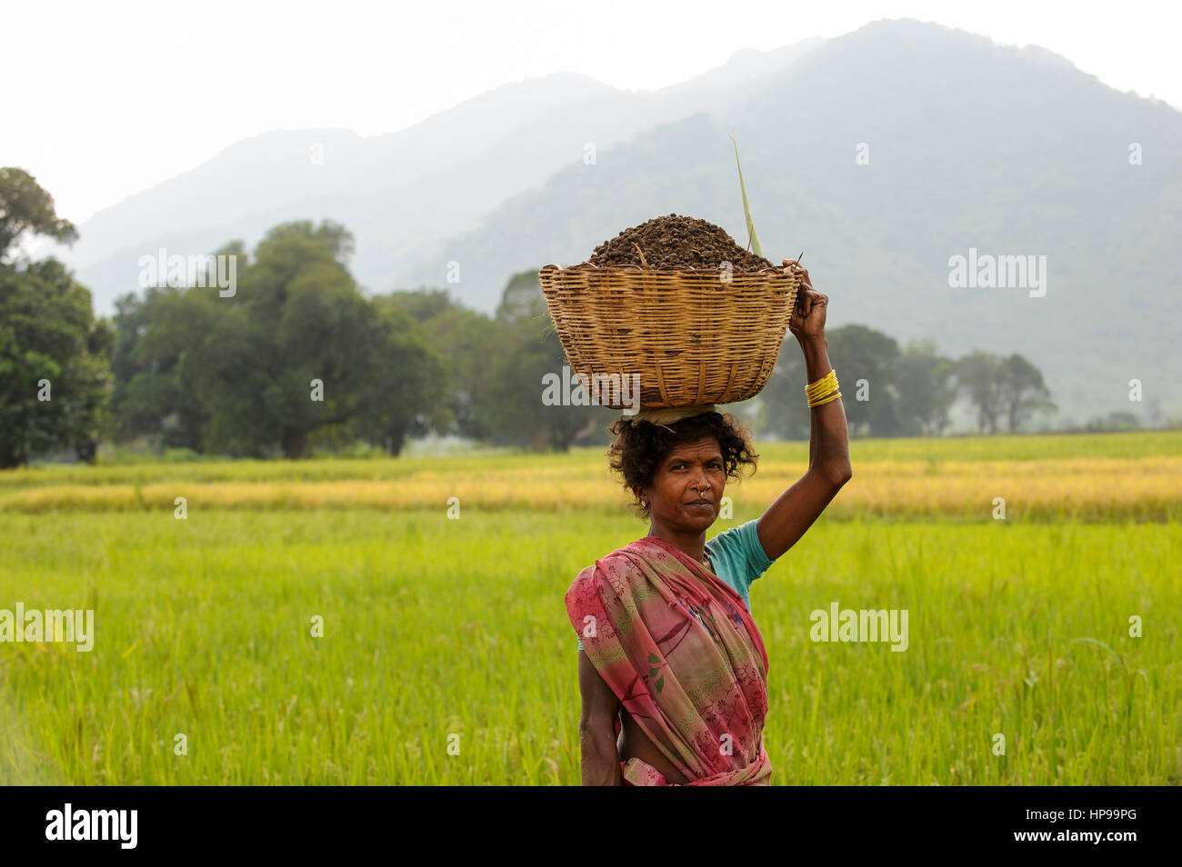 Stammes-Dorf Indien Odisha Orissa, Raygada, Bishnuguda, Dongria Kondh Stamm, Frau tragen Korb, der Dongria Kondh gegen ein Erz-Bergbau-Projekt der Firma Vedanta Ressourcen in ihren Bergen widerstanden haben Stockfoto