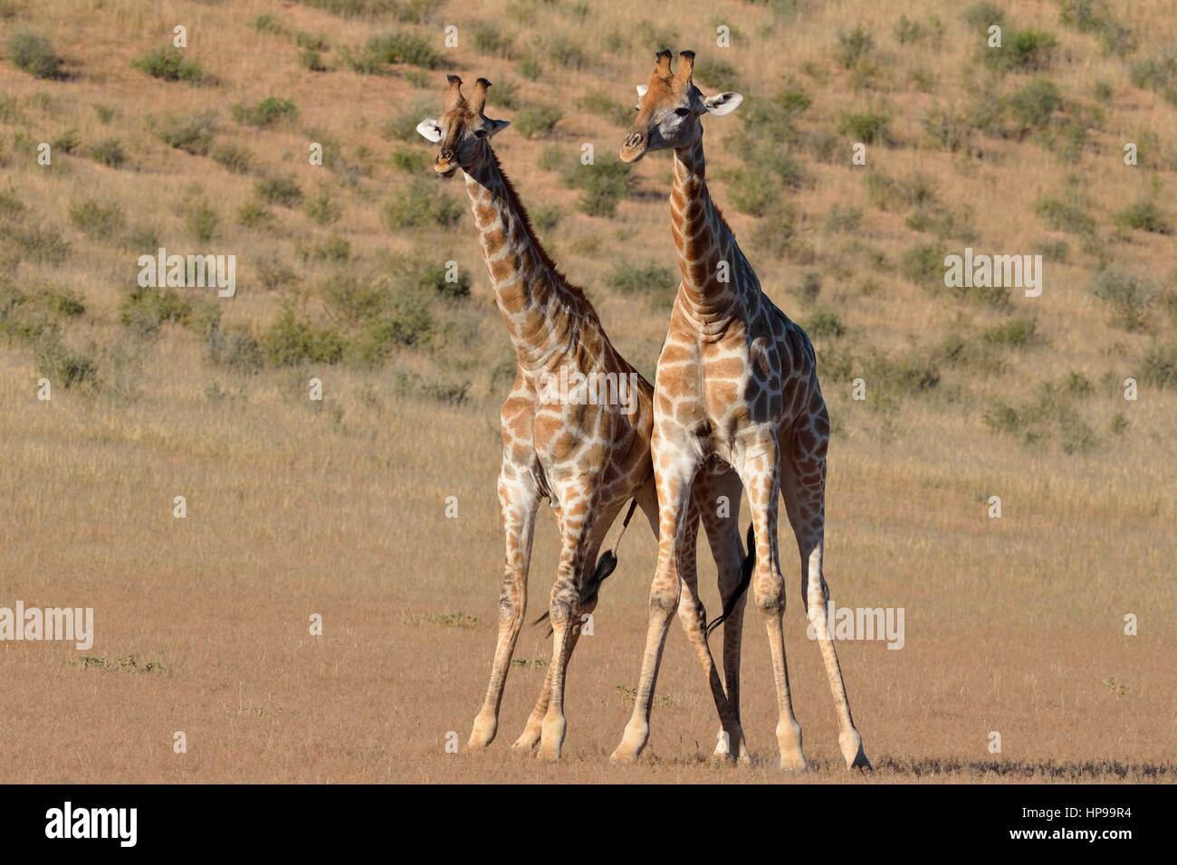 Südafrikanische Giraffen (Giraffa Giraffe Giraffa), zwei Bullen bei der Bekämpfung von Position, Kgalagadi Transfrontier Park, Northern Cape, Südafrika Stockfoto