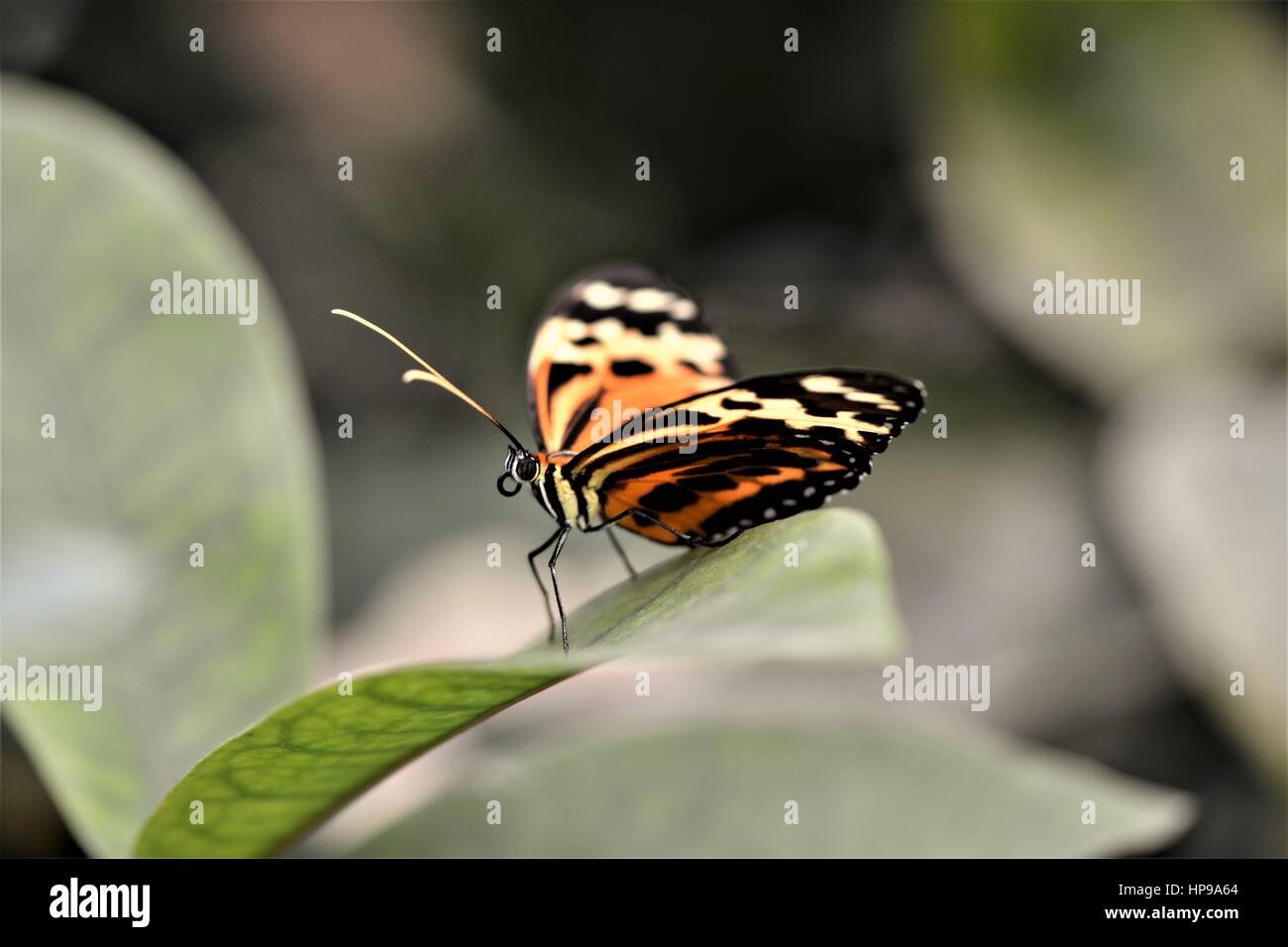 Schmetterling auf einem Blatt Stockfoto
