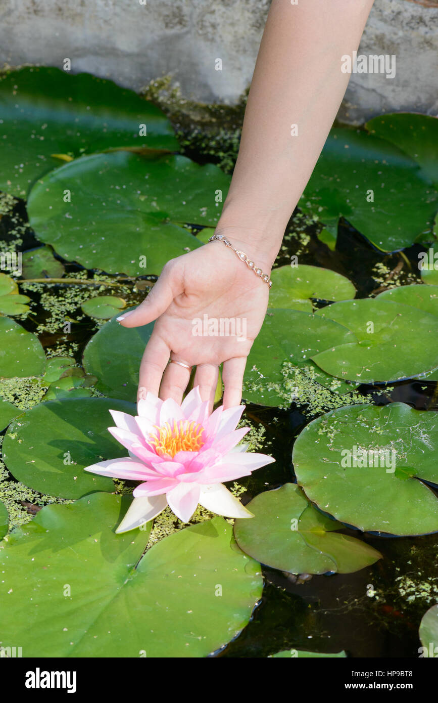 Einer Hand berühren eine schöne rosa Lilie mit auf dem Wasser Blätter Stockfoto