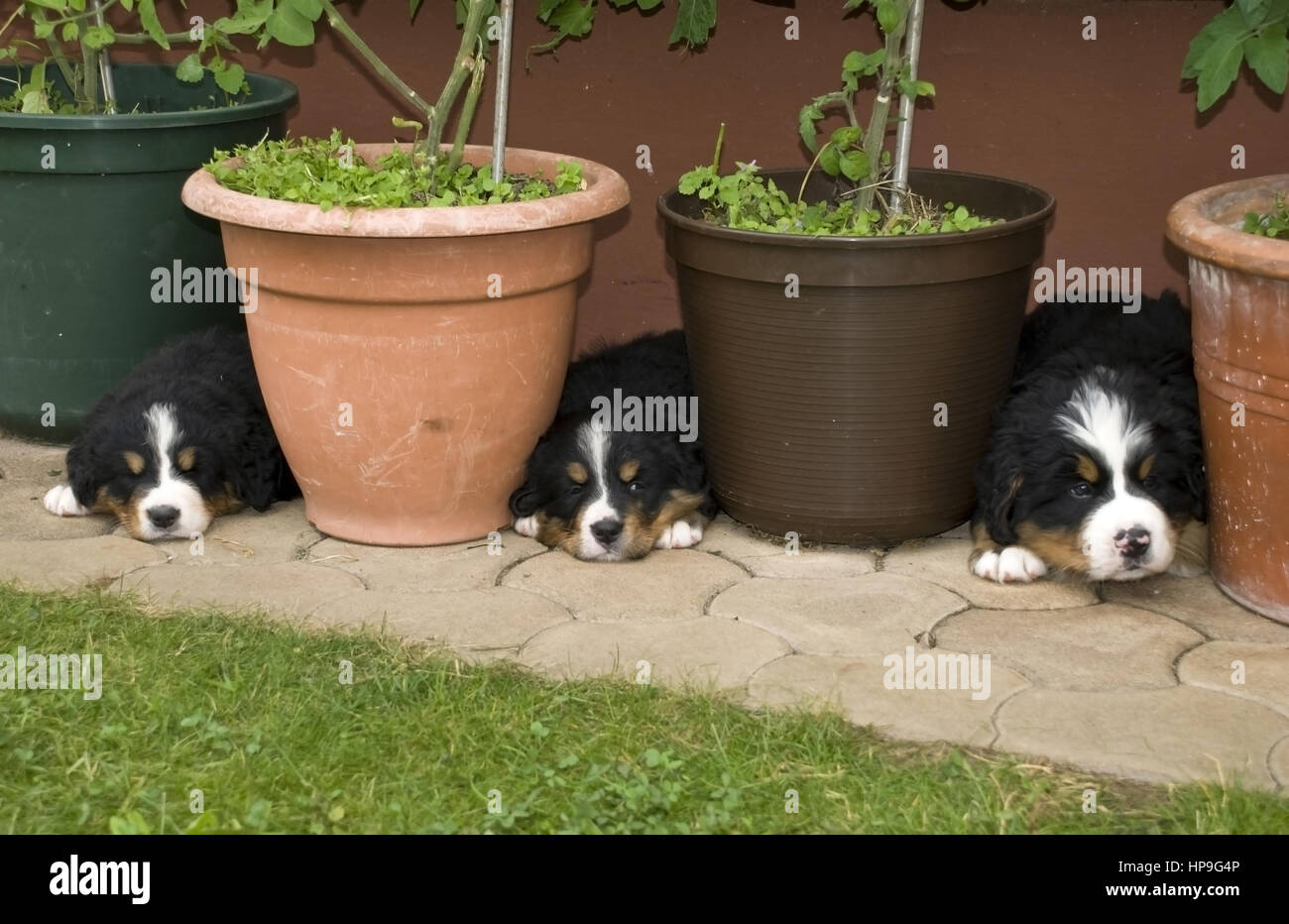 Berner Sennenhunde, Welpen - Berner Sennenhunde, Welpen Stockfoto