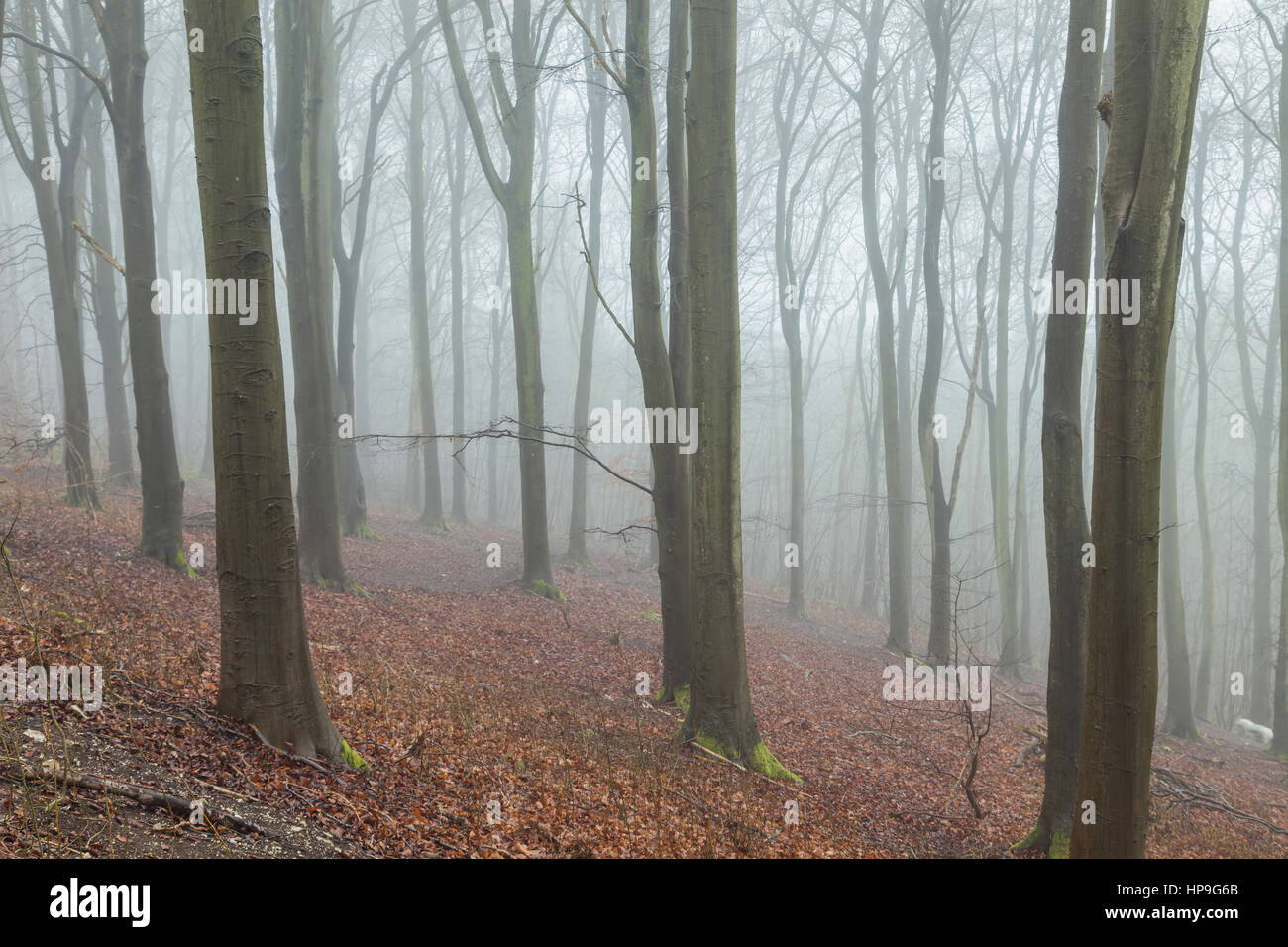 Nebliger Wintertag im Friston Wald, South Downs National Park, East Sussex, England. Stockfoto