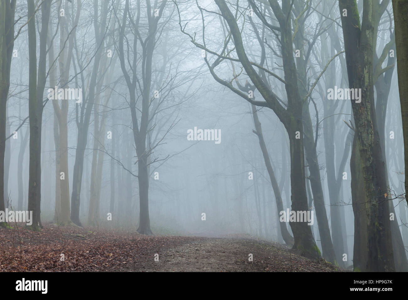 Nebliger Wintertag im Friston Wald, South Downs National Park, East Sussex, England. Stockfoto