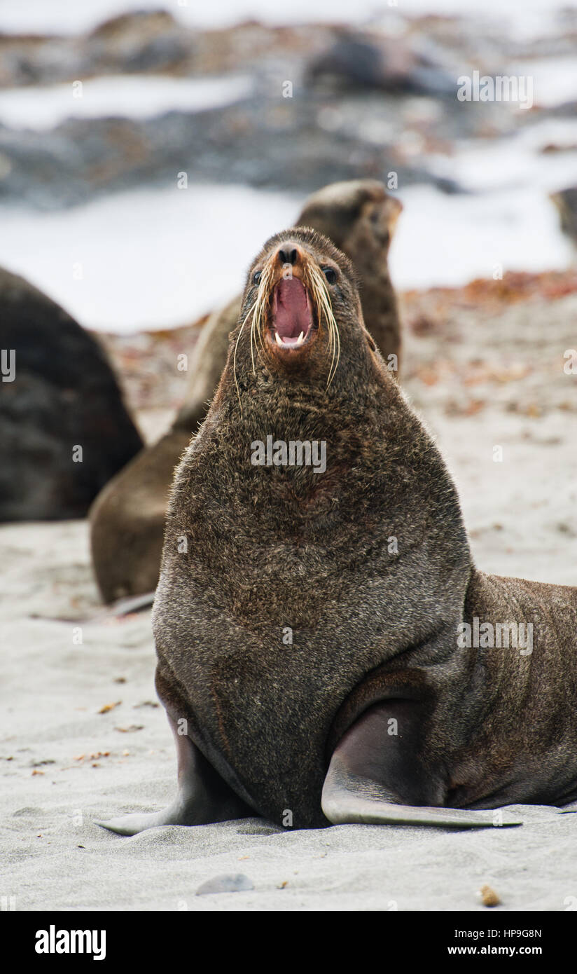 Seebär Norden von Commander Inseln Stockfoto