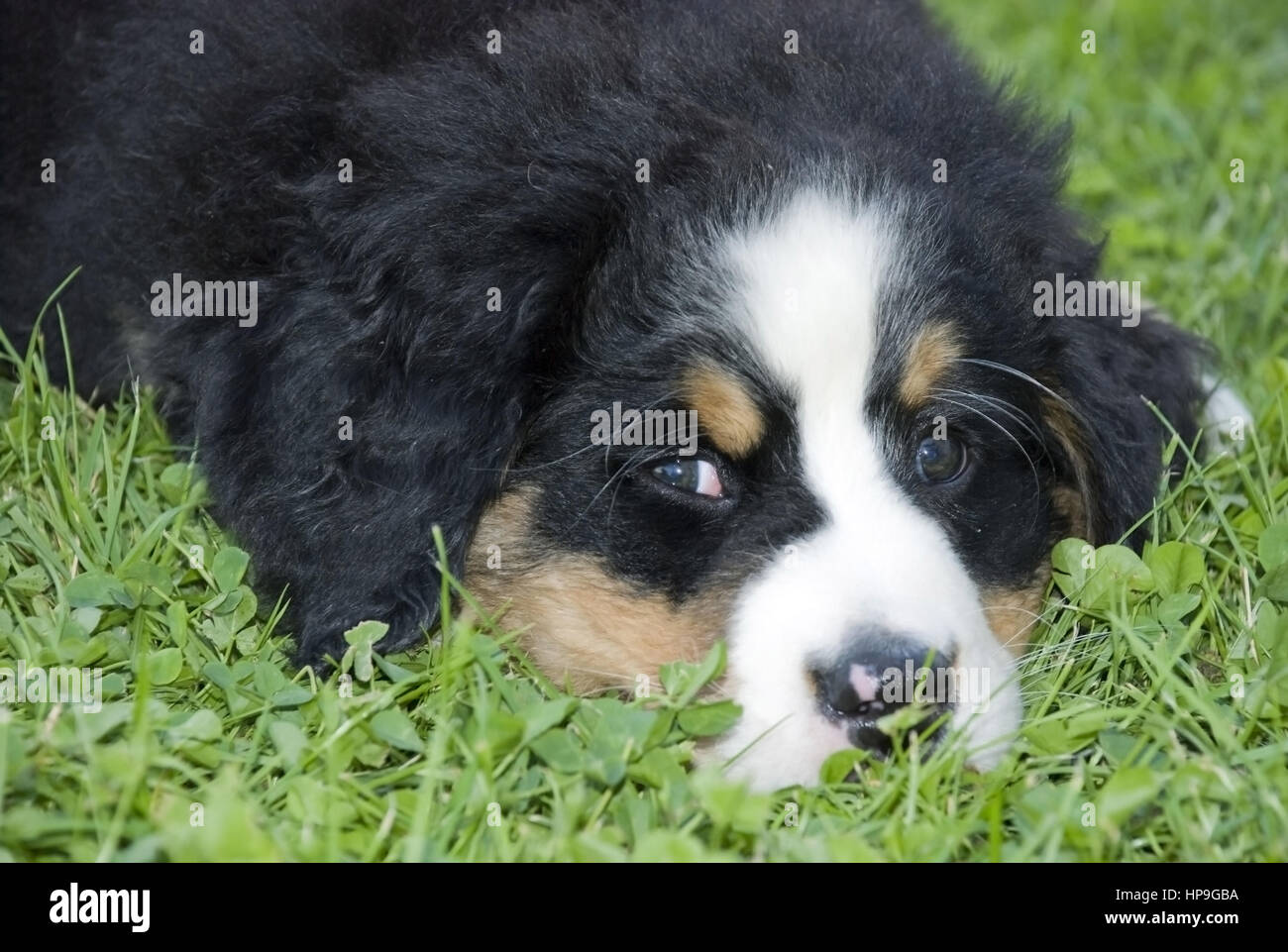 Berner Sennenhund Welpe - Berner Sennenhund, Welpen Stockfoto