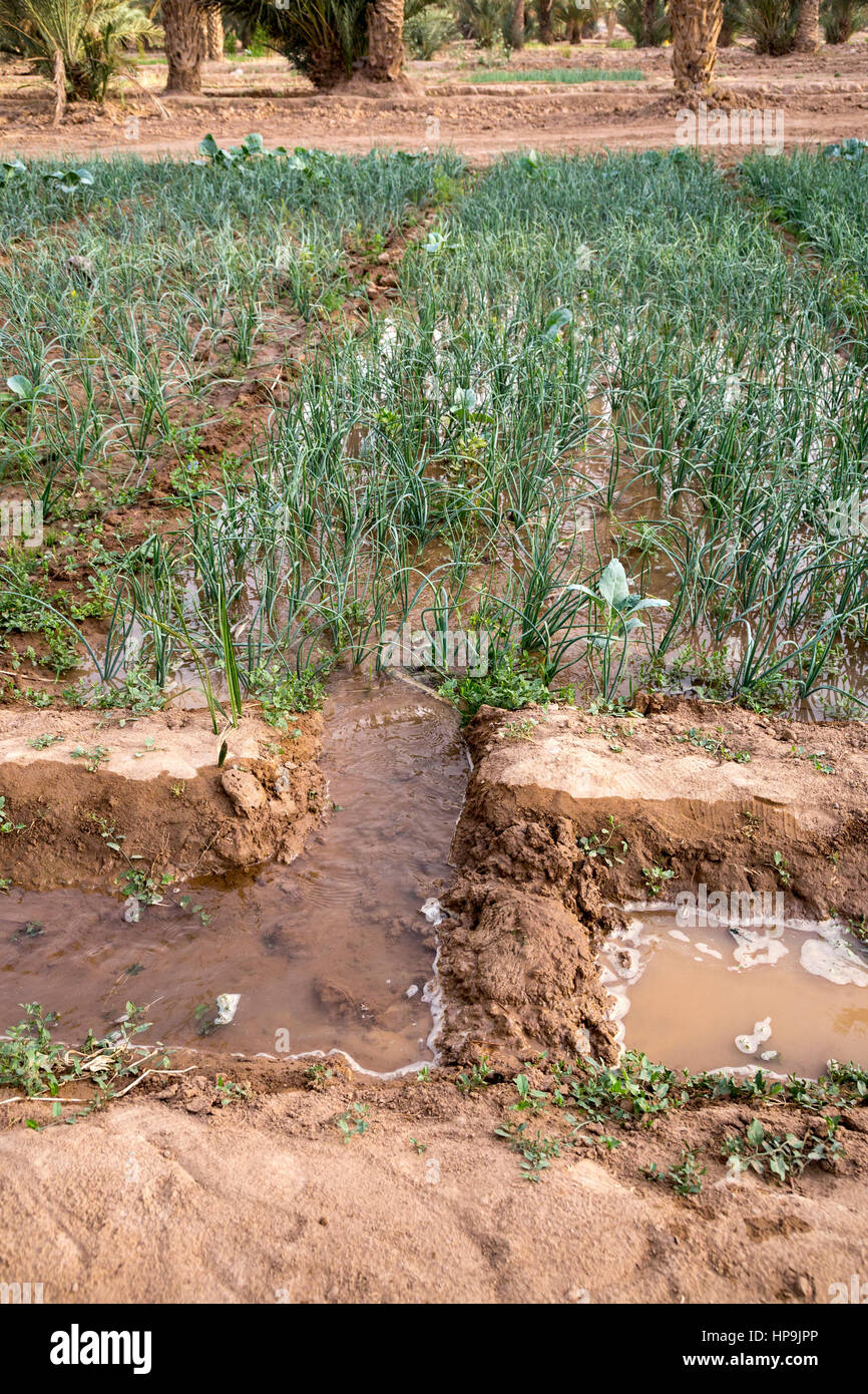Merzouga, Marokko.  Bewässerung-Kanal führt das Wasser für Landwirte Handlung von Zwiebeln in der Oase Merzouga. Stockfoto