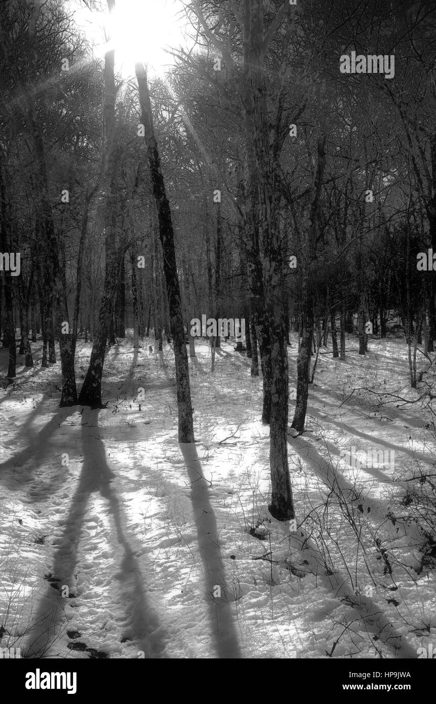 Helle Sonne auf Winterwald, schwarz & weiß Stockfoto