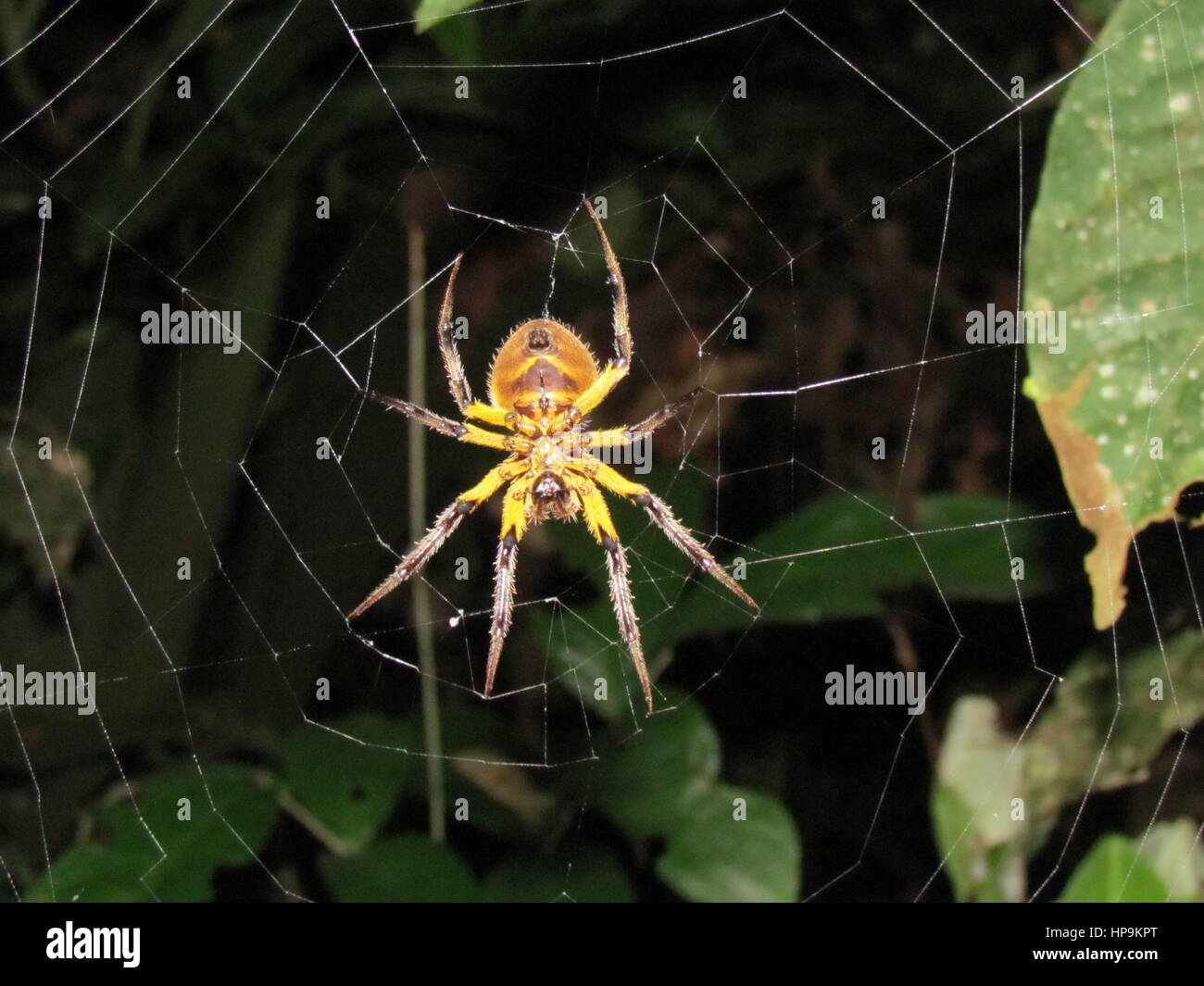 Spinne im Amazonas-Becken, Ecuador Stockfotografie - Alamy