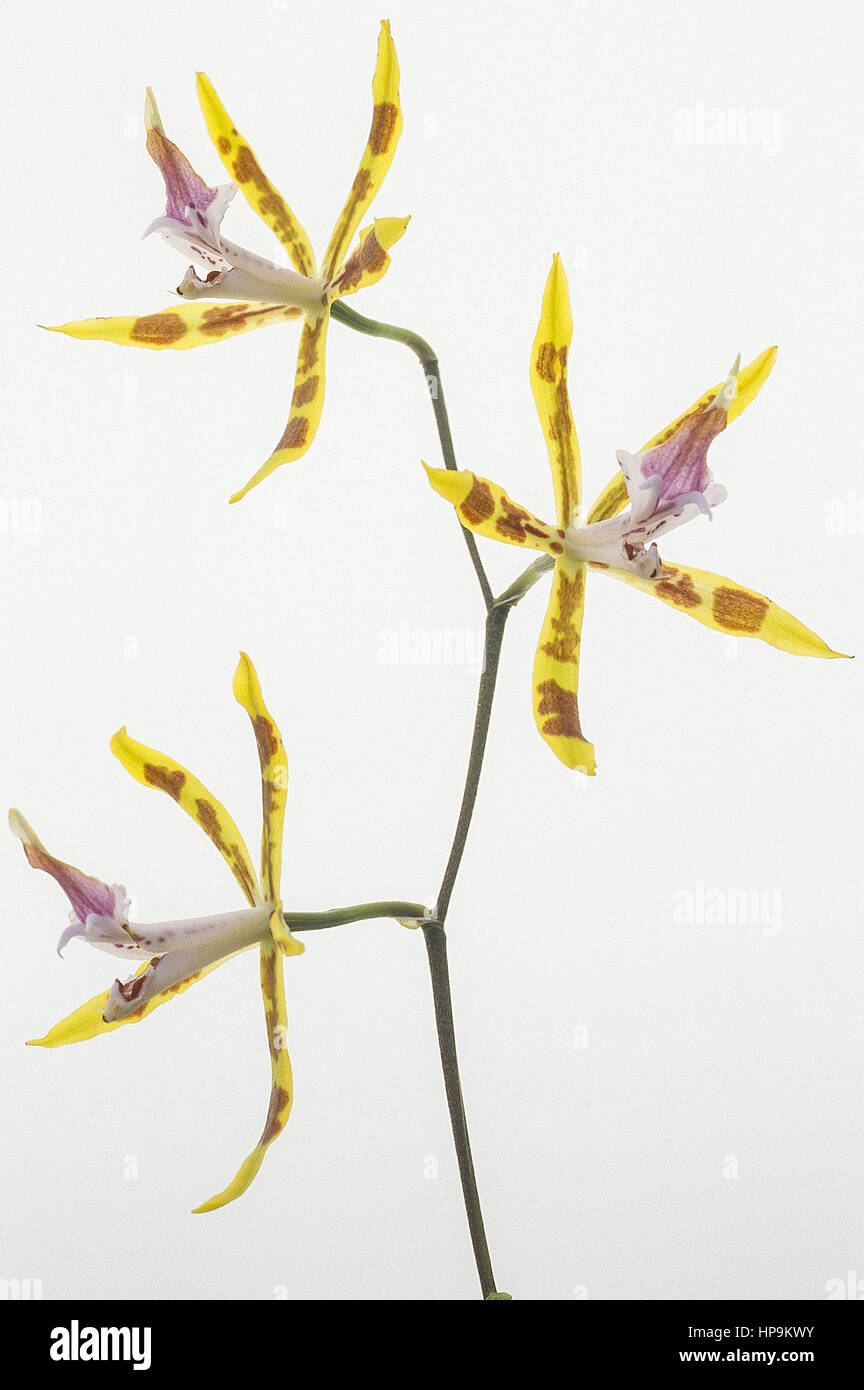 Orchidee, odontoglossum Arten, gelblila Stockfoto