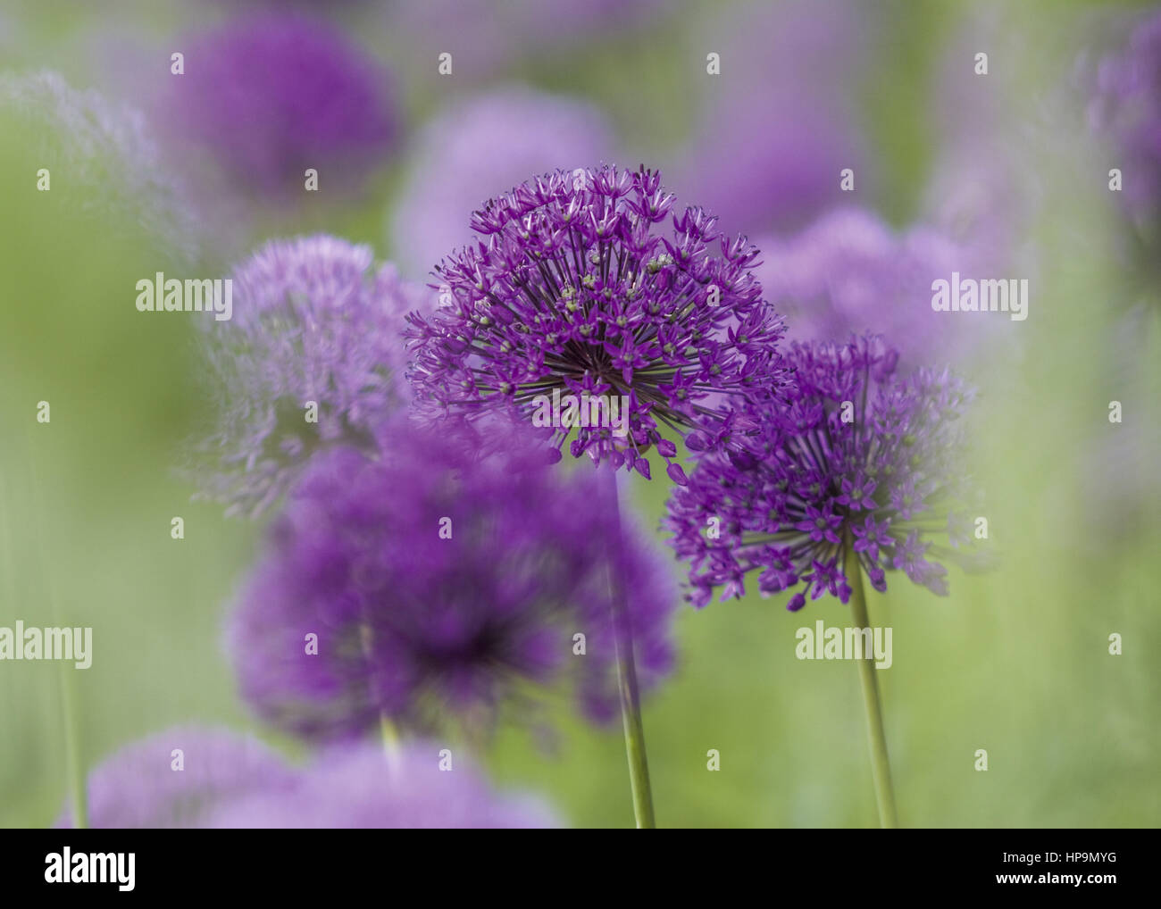 Zierlauch, violette Blueten Stockfoto
