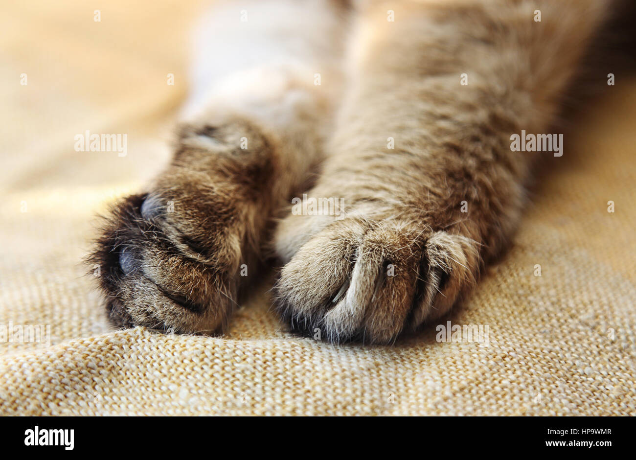 Gestreckte Katzenpfoten mit einziehbaren Krallen Nahaufnahme Stockfoto