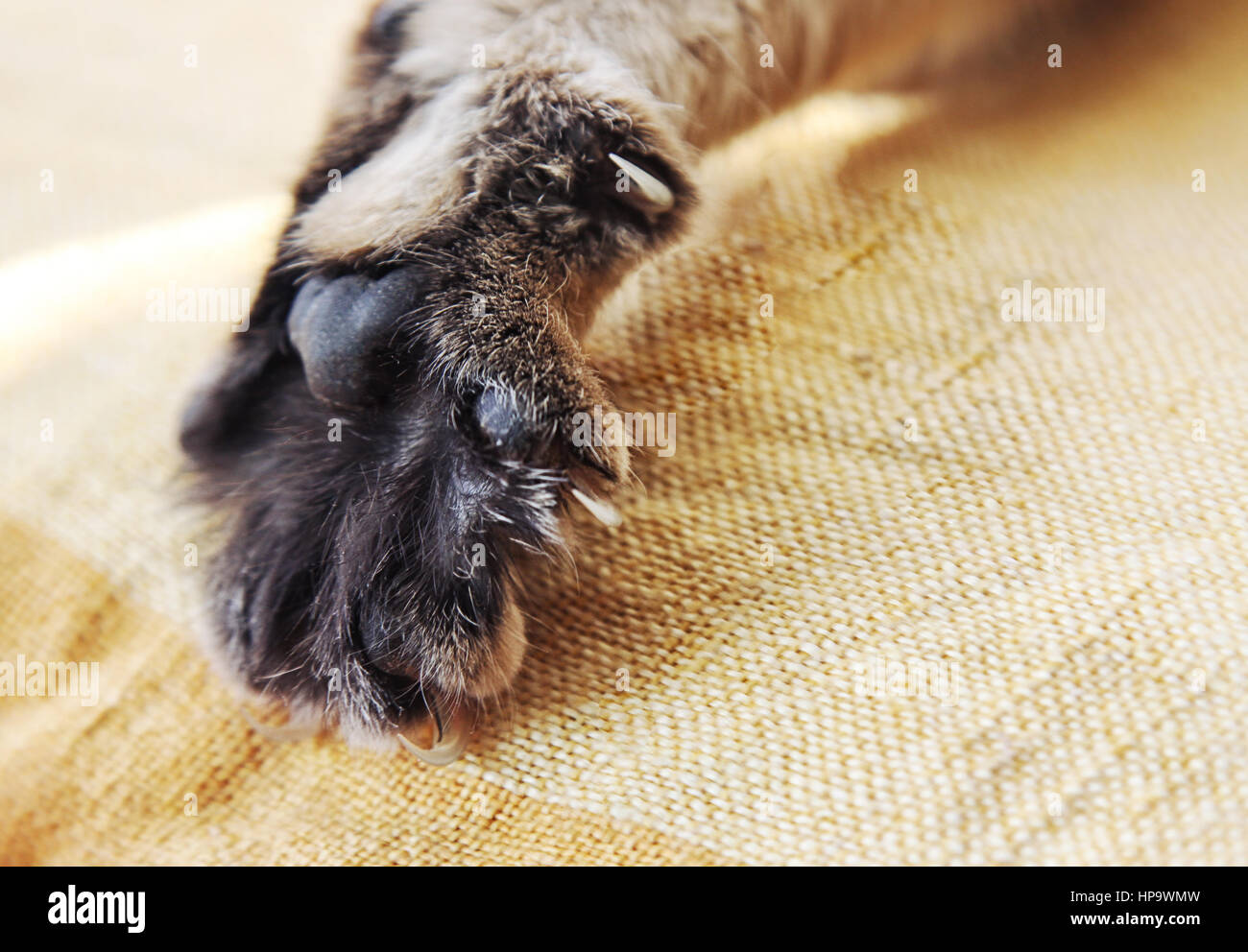 Katzenpfote mit Krallen Nahaufnahme gestreckt Stockfoto
