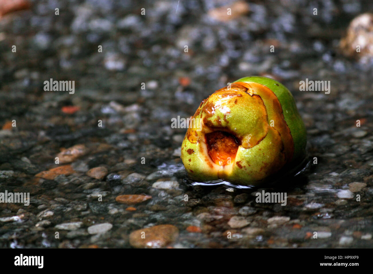 Kokospalmen Stockfoto