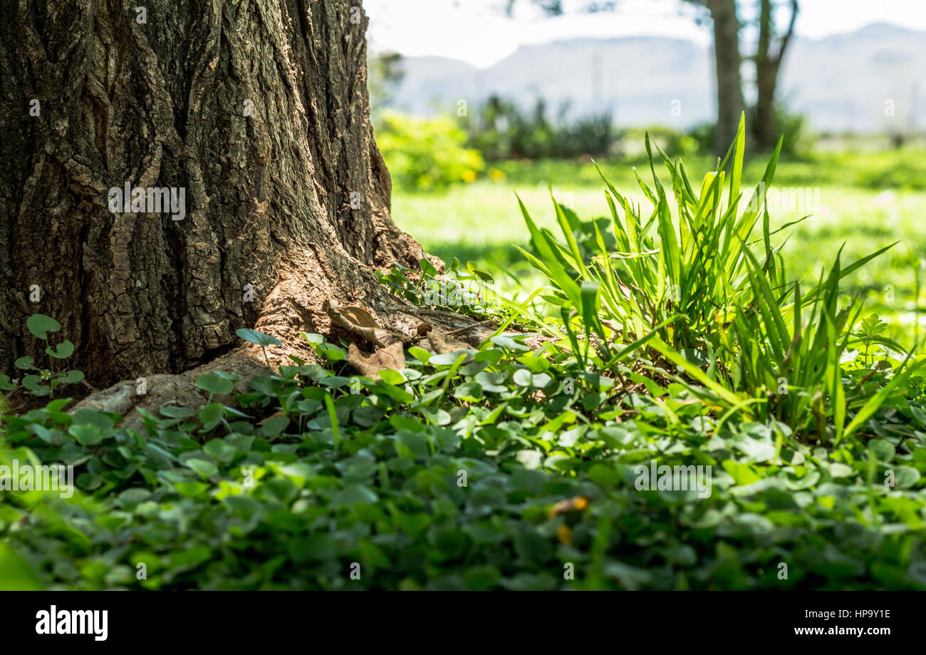 Fokus auf dem grünen Rasen verklumpen Closeup neben Baum Stockfoto