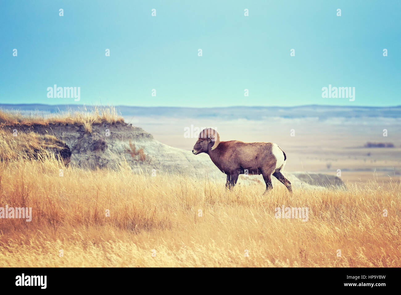 Farbe getönt Bighorn Schafe mit langen geschwungenen Hörnern in Badlands Nationalpark, South Dakota, USA. Stockfoto