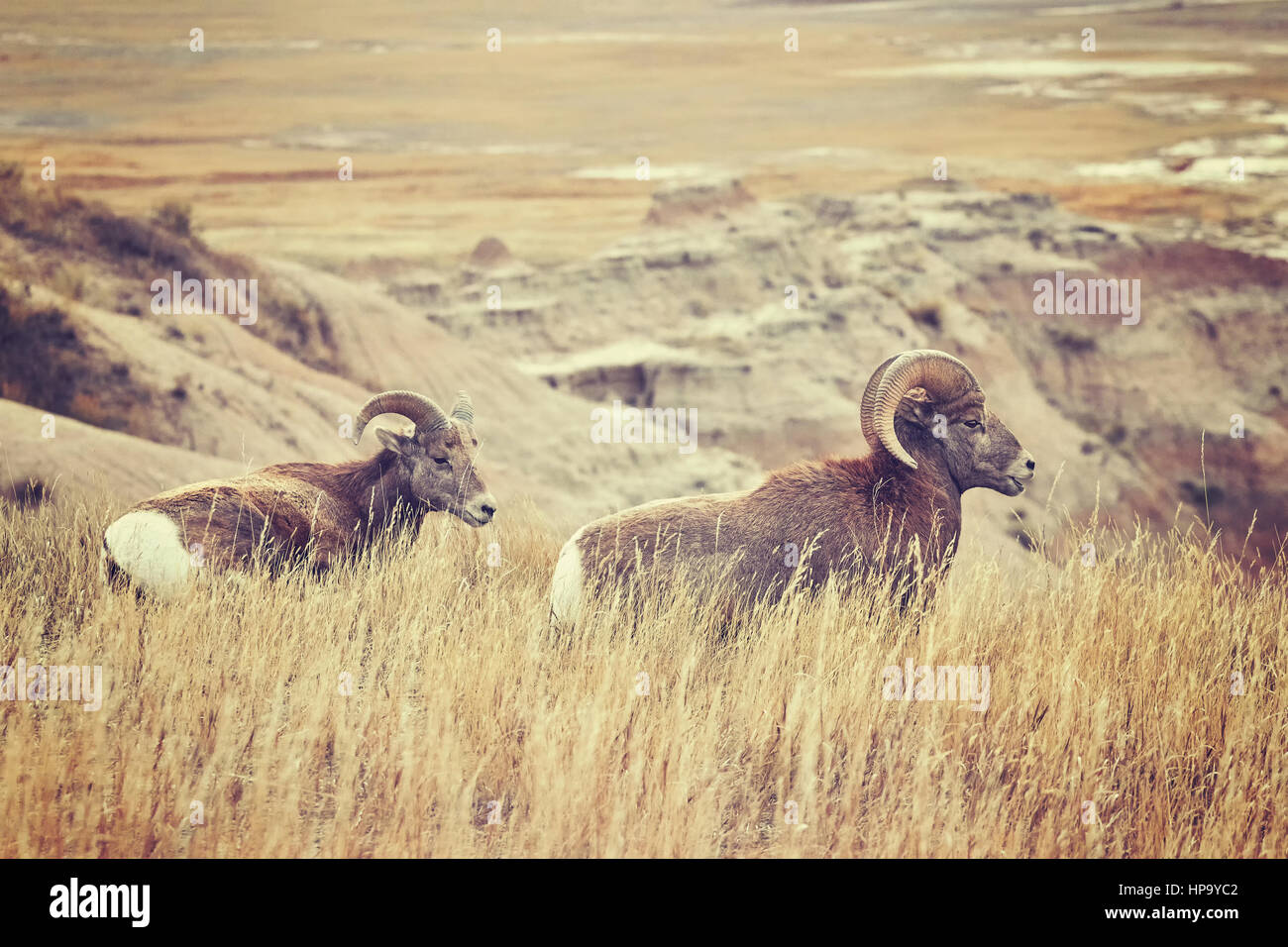 Bighorn Schafe paar Gras, getönten Farbe Bild, Badlands Nationalpark, South Dakota, USA. Stockfoto