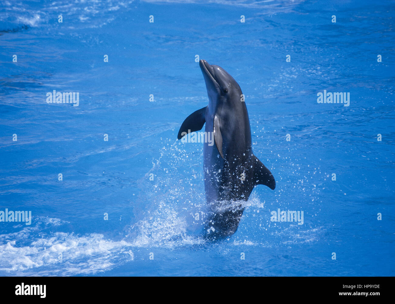 Delfin bei delfinshow Stockfoto