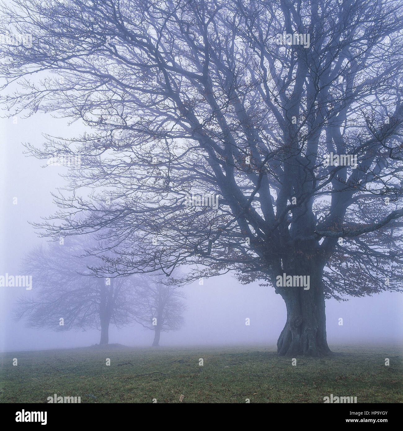 Winterlicher laubbaum im Nebel Stockfoto