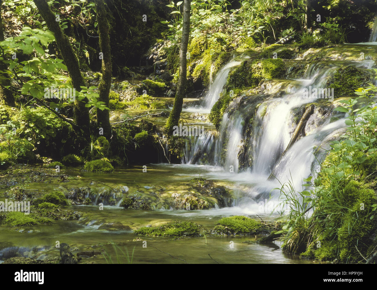 Waldbach mit kleinem Wasserfall Stockfoto