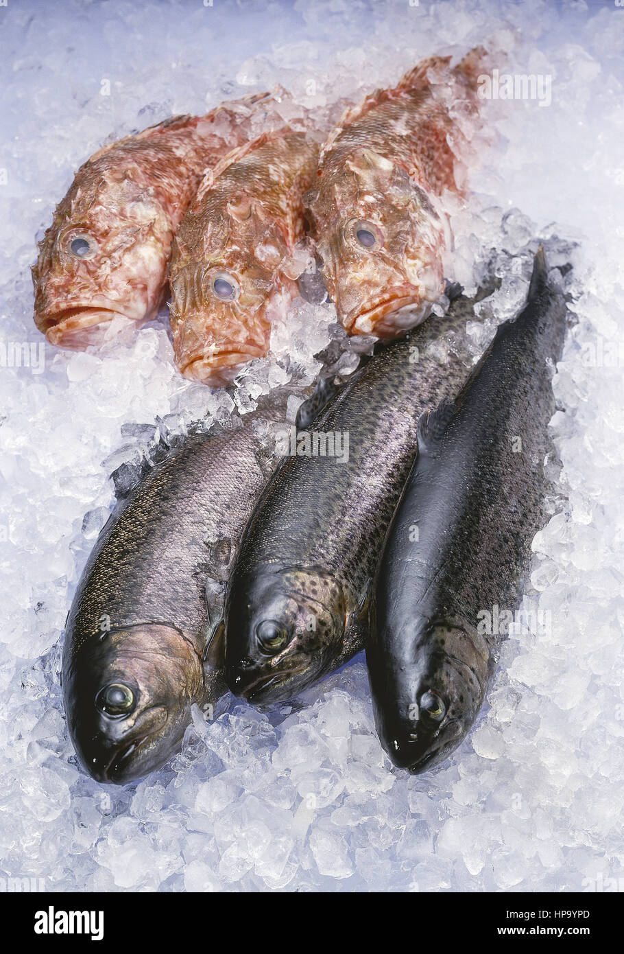 Fische in Eis Stockfoto