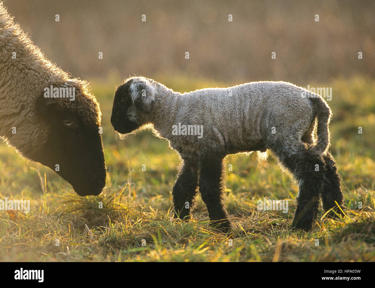 Schafe, Lamm mit muttertier Stockfotografie Alamy