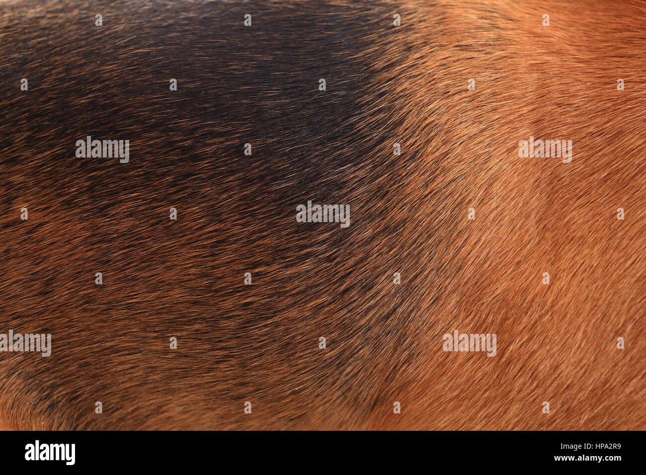 Brauner Hund Wolle hautnah. Schwarze und braune Beagle wolle. Textur von brauner Wolle. Stockfoto