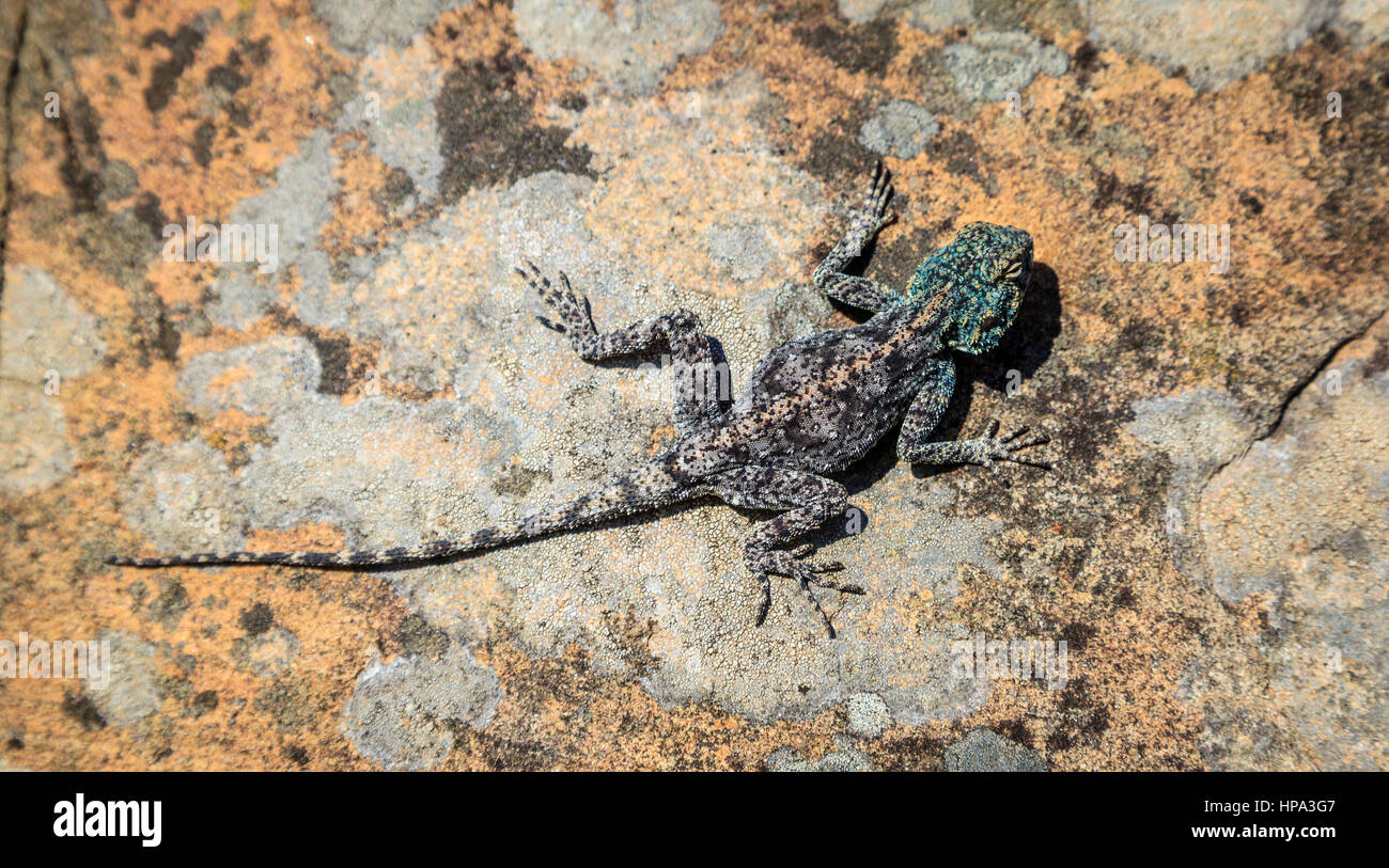 Southern Rock Agama Eidechse im Table Mountain National Park in Cape Town, Südafrika Stockfoto