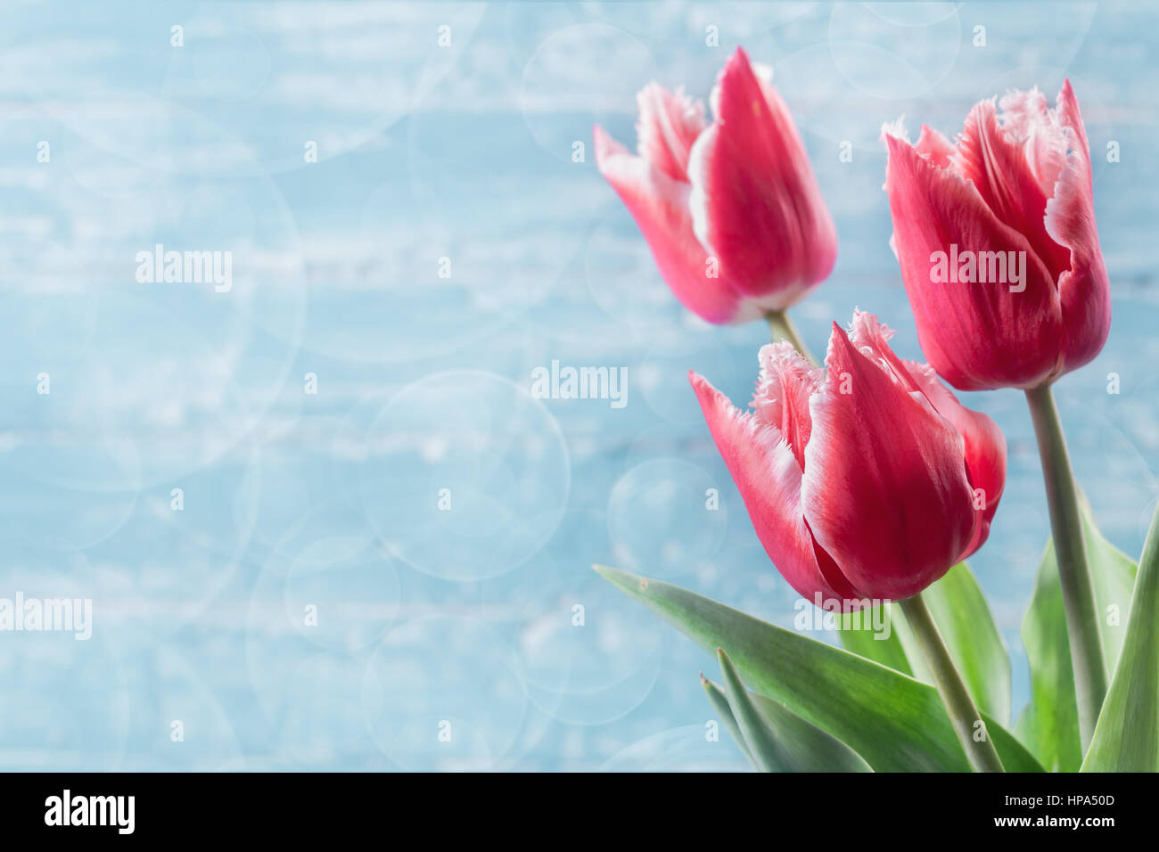 Drei rote Tulpen auf blauem Hintergrund Stockfoto