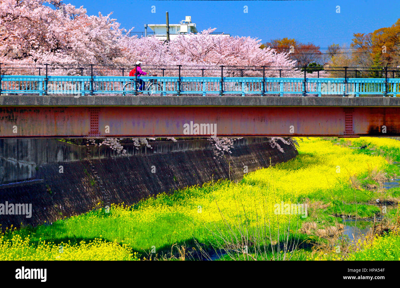 Zanborigawa Fluss mit Kirschblüten und Vergewaltigung Blume Tachikawa