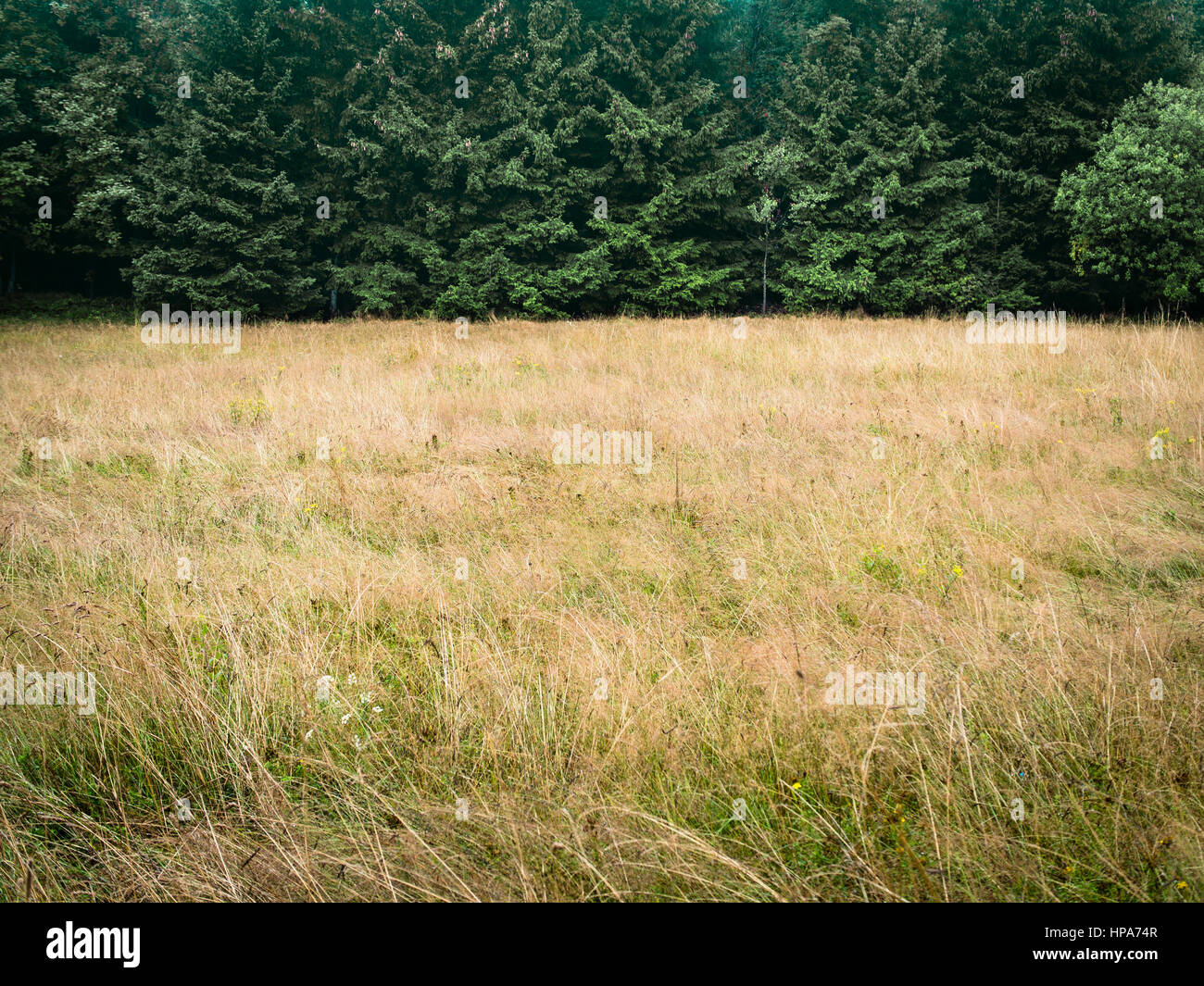 Wald und trockenen Wiese, minimalistische natürlichen Hintergrund Stockfoto