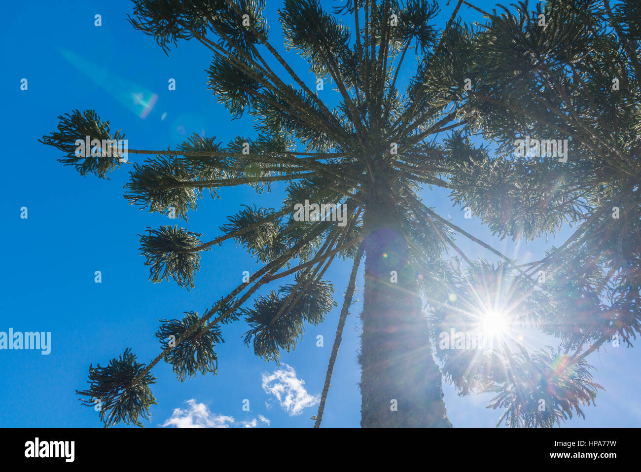 Kiefer, Araucaria, in der Serra da Mantiqueira, Bundesstaat Minas Gerais, Brasilien, Südamerika Stockfoto