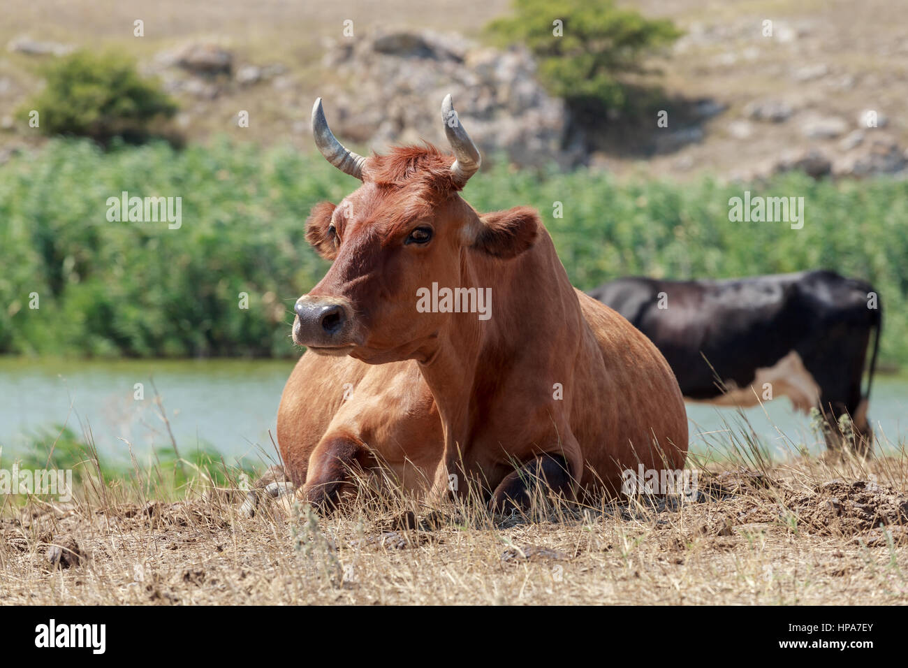 Kuh liegend auf einer Weide Stockfoto